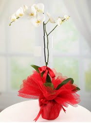1 dal beyaz orkide saks iei  Ulus Ankara ucuz iek gnder 