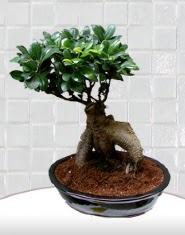 saks� �i�e�i japon a�ac� bonsai  Ulus Ankara �i�ek sat��� 