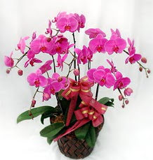 6 Dall mor orkide iei  Ulus Ankara nternetten iek siparii 