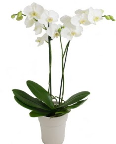 2 dall beyaz orkide  Ulus Ankara online ieki , iek siparii 