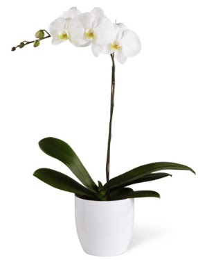 1 dall beyaz orkide  Ulus Ankara iek yolla , iek gnder , ieki  