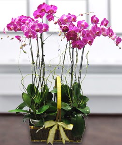 4 dall mor orkide  Ulus Ankara iek , ieki , iekilik 