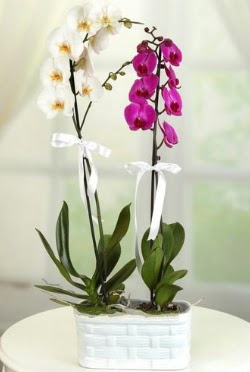 1 mor 1 dal beyaz thal orkide sepet ierisinde  Ulus Ankara ieki telefonlar 
