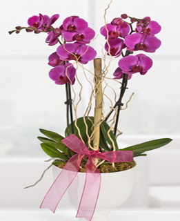 2 dall nmor orkide  Ulus Ankara nternetten iek siparii 