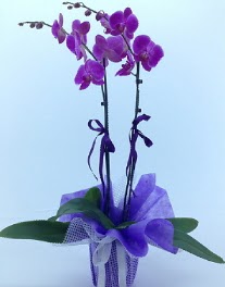 2 dall mor orkide  Ulus Ankara iek sat 