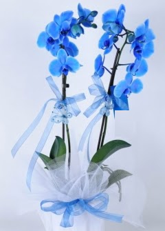 2 dall mavi orkide  Ulus Ankara hediye sevgilime hediye iek 