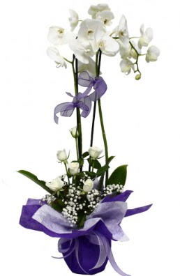 2 dall beyaz orkide 5 adet beyaz gl  Ulus Ankara 14 ubat sevgililer gn iek 