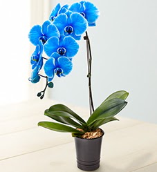 1 dall sper esiz mavi orkide  Ulus Ankara ieki telefonlar 