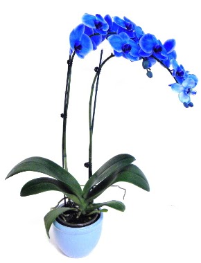 Seramikli 2 dall sper esiz mavi orkide  Ulus Ankara iek gnderme 
