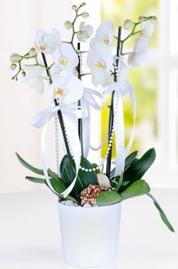 3 dall beyaz orkide  