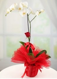 Tek dal beyaz orkide tek dal krmz gl  Ulus Ankara hediye sevgilime hediye iek 