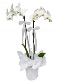2 dall beyaz orkide  Ulus Ankara iek , ieki , iekilik 