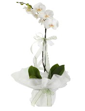 1 dal beyaz orkide iei  Ulus Ankara iek maazas , ieki adresleri 