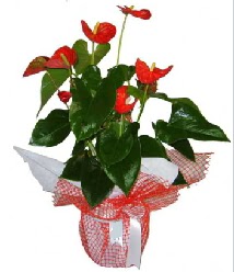 Antoryum saks� i� mekan s�s bitkisi  Ulus Ankara �i�ek g�nderme 