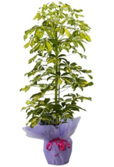 Schefflera Tekli �� mnekan saks� �i�e�i  Ulus Ankara 14 �ubat sevgililer g�n� �i�ek 