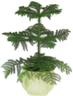 Araucaria Heterophylla i� mekan saks�  Ulus Ankara �i�ek�i telefonlar� 