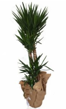 3 l� Yucca i� mekan saks� �i�e�i  Ulus Ankara �nternetten �i�ek sipari�i 