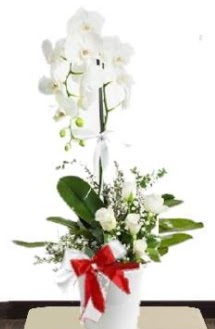 Tek dall beyaz orkide 5 beyaz gl  Ulus Ankara anneler gn iek yolla 