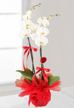 2 dallı beyaz orkide ve 1 adet kırmızı gül  Ulus Ankara İnternetten çiçek siparişi  