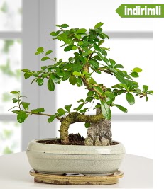 S eklinde ithal gerek bonsai japon aac  Ulus Ankara hediye sevgilime hediye iek 