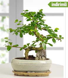 S �eklinde ithal ger�ek bonsai japon a�ac�  Ulus Ankara hediye sevgilime hediye �i�ek 