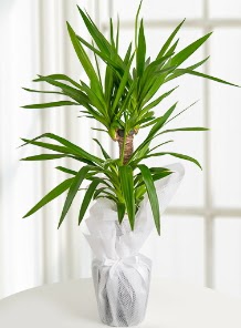 2 li yucca saks� i� mekan bitkisi 