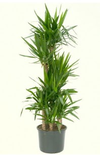 7 li yucca saks� bitkisi  Ulus Ankara �i�ek g�nderme 