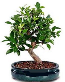 5 ya��nda japon a�ac� bonsai bitkisi  Ulus Ankara �nternetten �i�ek sipari�i 