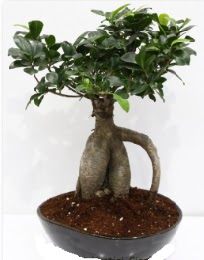 5 ya��nda japon a�ac� bonsai bitkisi  Ulus Ankara hediye sevgilime hediye �i�ek 