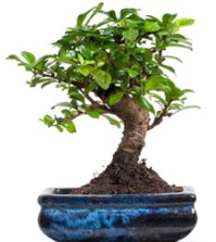 5 ya��nda japon a�ac� bonsai bitkisi 