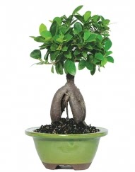 5 ya��nda japon a�ac� bonsai bitkisi  Ulus Ankara g�venli kaliteli h�zl� �i�ek 