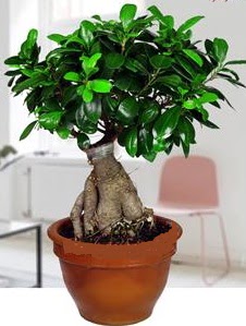 5 yanda japon aac bonsai bitkisi  Ulus Ankara kaliteli taze ve ucuz iekler 