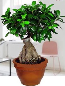 5 ya��nda japon a�ac� bonsai bitkisi  Ulus Ankara kaliteli taze ve ucuz �i�ekler 