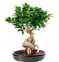 Bonsai Japon a�ac� saks� bitkisi  Ulus Ankara �i�ek yolla , �i�ek g�nder , �i�ek�i  