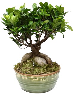 Japon a�ac� bonsai saks� bitkisi 