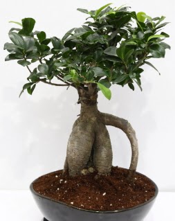 Japon a�ac� bonsai saks� bitkisi 