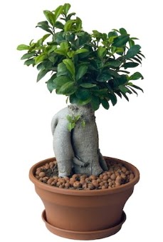 Japon a�ac� bonsai saks� bitkisi 