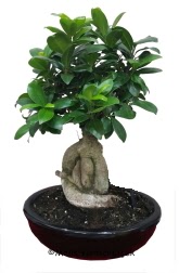 Japon aac bonsai saks bitkisi 