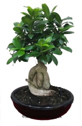 Japon a�ac� bonsai saks� bitkisi 