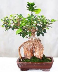 Japon a�ac� bonsai saks� bitkisi 