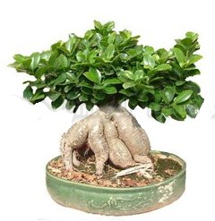 Japon a�ac� bonsai saks� bitkisi 