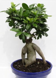 bonsai japon a�ac� saks� �i�e�i  Ulus Ankara �i�ek g�nderme 