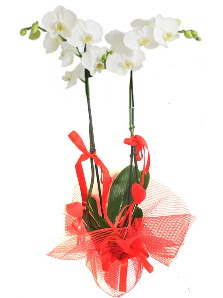 2 dall beyaz orkide bitkisi  Ulus Ankara online ieki , iek siparii 