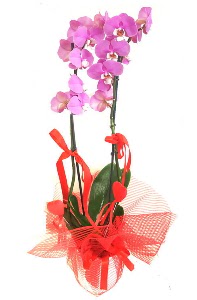 2 dall mor orkide bitkisi 