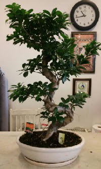 100 cm yksekliinde dev bonsai japon aac 