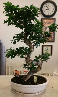 100 cm y�ksekli�inde dev bonsai japon a�ac� 