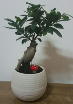Bonsai japon a�ac� saks� �i�e�i 
