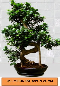 85 CM Japon a�ac� Bonsai saks� bitkisi 