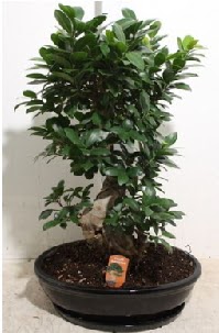 75 CM Ginseng bonsai Japon aac 