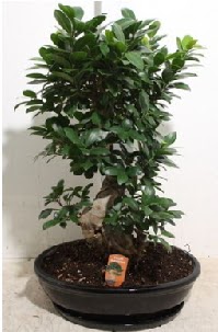75 CM Ginseng bonsai Japon a�ac� 